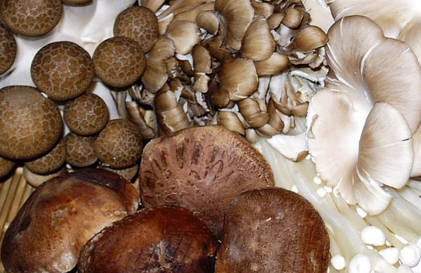 What are the benefits of mushroom for face.png
